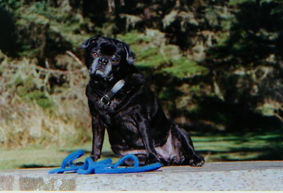 Diabetic Dog Nikki Photo