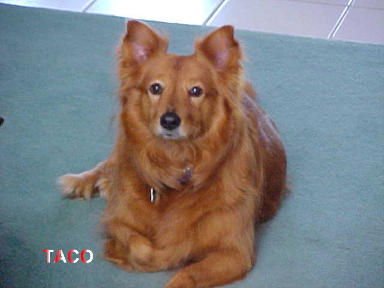 Diabetic Canine Taco Photo