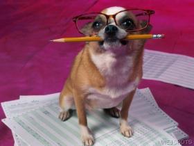 Diabetic Dog