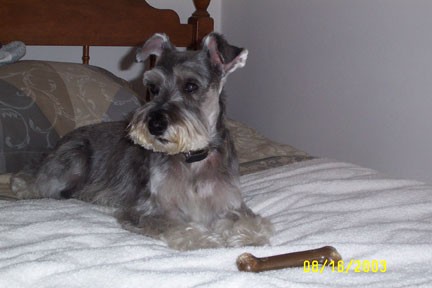 Diabetic Dog Zack Photo