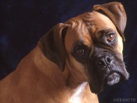 Diabetic Dog Photo