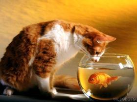 Diabetic Pet Photo