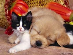 Cat and Sleeping Dog Photo