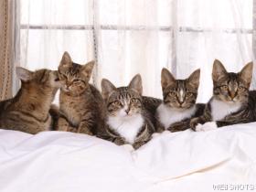 Five Diabetic Cats